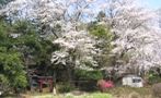 ひっそり立つ朱塗り鳥居に満開のさくら。07.04.06.