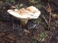 懸命に傘広げ白い胞子を出している。07.11.07.