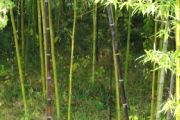 秋川河川沿いの黒竹。08.11.07.