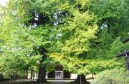 境内の対の大銀杏。08.11.07.