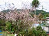戸倉に咲く十月桜。08.11.07.