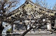 宝物殿裏の観梅されぬ梅。'11.02.27.