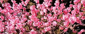 郷土の森の梅。'14.03.09.