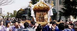 早春の担ぎの喜び。'14.03.09.