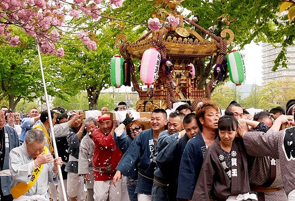 春祭りを演出の舞い散るさくらの花びら。'14.04.20.