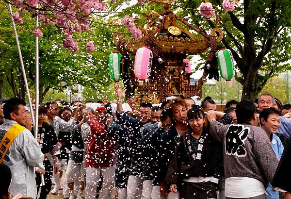 里ザクラ満開の桜並木を渡御。'14.04.20.