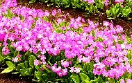桜草の圃場。'14.04.20.