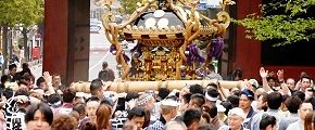 ヒマラヤ杉が出迎える。'14.04.20.