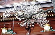 拝殿脇の早咲き白梅。'12.02.26.