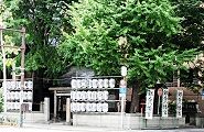 すぐ目に付く大銀杏。'12.08.18.