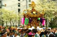 満開の木々の中を巡行。08.04.20.