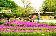 可憐な花びらの桜草が満開。08.04.20.