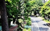 大磯の黒松の松並木。'11.07.03.