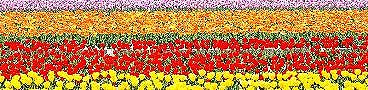 羽村市チューリップ祭。'13.04.14.