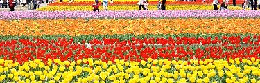 羽村チューリップ園。'13.04.14.