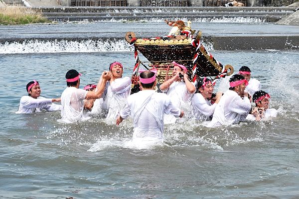 羽村堰での激しい水中神輿揉み。'13.04.14.