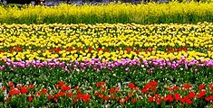 チューリップ公園。'14.04.13.