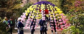 万灯花傘。'14.04.13.