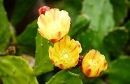 団扇サボテンの花。'13.10.06.