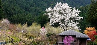 本郷下宿のコブシ。'15.04.19.