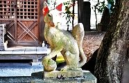 耳を補修の白狐。'12.04.08.