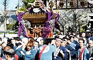 参道から喜びの宮出し。'12.04.08.