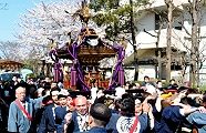 桜も満開の春うらら担ぎ。'12.04.08.