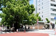 鳥居前のお神酒所広場。'12.05.13.