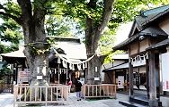 社殿裏の榎3代目に替わり樹齢250〜300年の夫婦欅。'12.09.16.