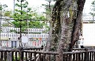 境内の大ケヤキ。'12.10.14.