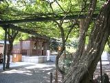 境内埋め尽くす国領神社の千年藤。07.10.07.