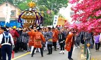 真っ赤な花水木が神輿に乗った神を迎えているようです。08.04.29.