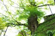 宿坊参道脇にそびえる神代欅。08.05.08.