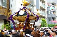 気合入れての氏子町内渡御。08.05.11.