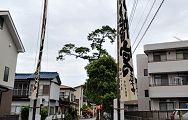 参道中程に大幟。'12.10.14.