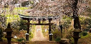 参道の枝垂れ桜。'15.03.29.