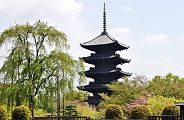JRの「そうだ京都へ行こう」の東寺の枝垂れ桜。'11.04.24.