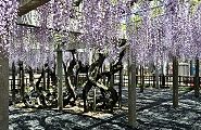 満開の臥龍の藤。'11.05.08.