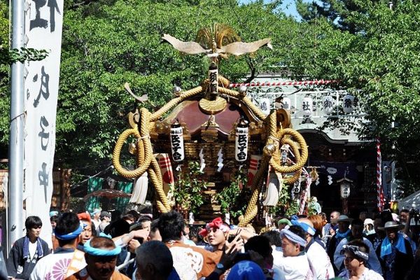 須賀祭りの平塚三嶋神社の特大神輿担出し。'11.07.17.