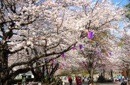 満開の桜を愛でる花見客は途切れない。08.03.27.