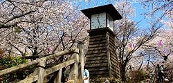 飛鳥山公園の和時計。'08.03.27.