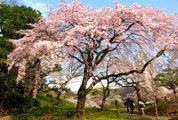 馬場桜や枝垂桜に引け取らぬ紅枝垂桜。08.03.27.