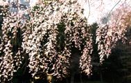 紅枝垂の内から望めば幻想的な花枝。08.03.27.