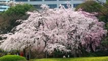 豊かに枝垂れるカントク亭前の大枝垂桜。08.03.27.