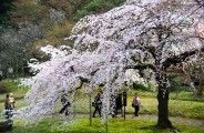 枝先を周回路に落としこむ。08.03.27.