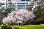 都心とは思えぬほど静寂の桜園。08.03.27.