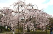 樹齢60年の枝垂桜の馬場桜。08.03.27.