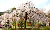 見方で幹を隠したり見せたりと変化する。08.03.27.