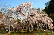 枝垂桜を四方から望める見事さ。08.03.27.