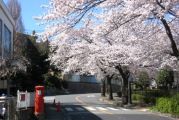 赤いベレー帽のポストが桜並木を独り占め。06.04.03.